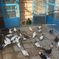 کبوتر پرشی