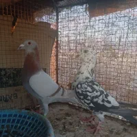 کبوتر ماده
