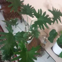 گلهای اپارتمانی .برگ انجیری.شامادورا .سانسوریا .