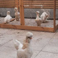 مرغ وخروس