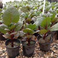 حراج لوبیا سحرآمیز