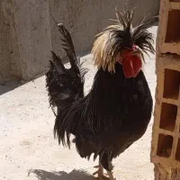 مرغ وخروس