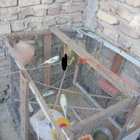 مرغ عشق