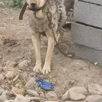....