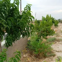 زمین باغچه نقلی