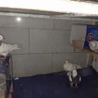 کفتر فقط 100 هزار