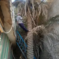 قطع نخل هرس تمیز بریدن ریشه سم پاشی درخت منزل