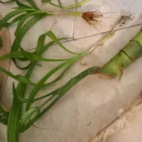 .اشک ملکه.پتوس‌‌موسی در گهواره.حسن یوسف