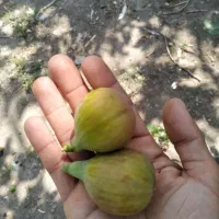 انجیر یزدی