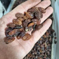 انواع کشمش