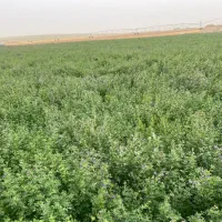 بذر یونجه همدانی بذر یونجه رنجر درجه 1