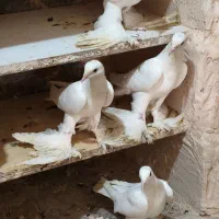 کبوتر