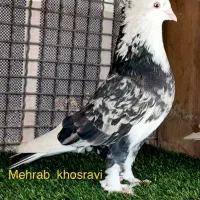 ماسه شور مخصوص کبوتر و پرنده های قفسی