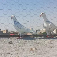کوهی