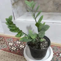 گل های آپارتمانی