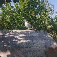 کفتر|پرنده|مشهد, چاهشک|دیوار
