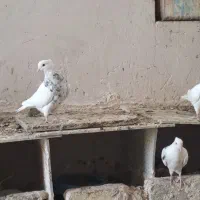 طوقی