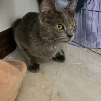 گربه حامله