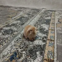 خرگوش لوپ