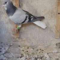 کفترشهرستانی چادربسر افغانی