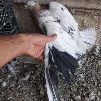 کبوتر نامور ماده