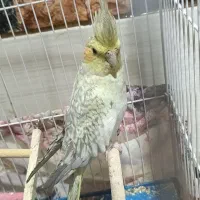 پرنده