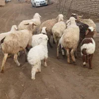 باسلام۷رس میش جوان زائده قیمت جفتی ۶۸ملیون مقطوع