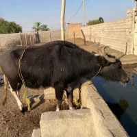 گاومیش