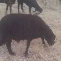 بره قوچ افشارنژادار