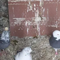 کفتر دسپر ماده جمعه باخت رفته