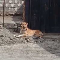 لاس خراسانی