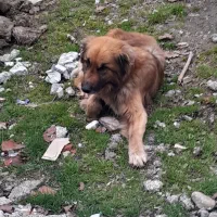 سگ نگهبان نیاز دارم