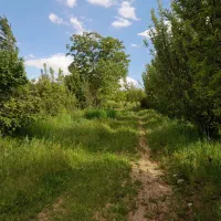 یک قطعه باغچه