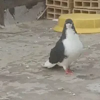 کبوتر