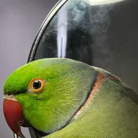 طوطی ملنگو