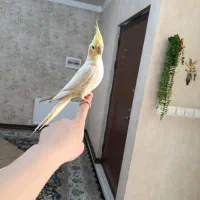 عروس هلندی