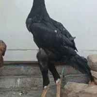 خروس لاری(جوجه خروس)چندنژادمختلف