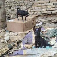 توله سگ پاکوتاه گوش تیز