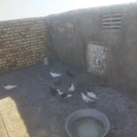 ۸عدد جوجه اینده دار فقد۲تمن