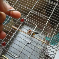 سهره|پرنده|شهر ری, دولت‌آباد|دیوار