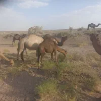 شتر