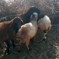 بره فروشی