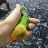 کوتوله برزیلی باهوش و شیطون