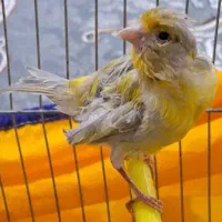 قناری ماده مس