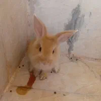 خرگوش بازیگوش