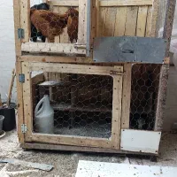 قفس برای جوجه و کبوتر