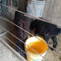 بره افشاری سرحال