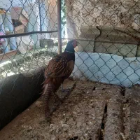 مرغ و خروس زینتی