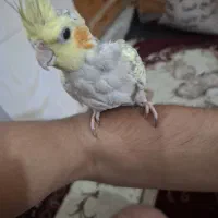 عروس هلندی دستی
