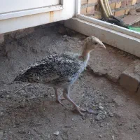 جوجه بوقلمون